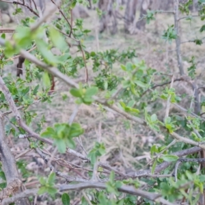 Lycium ferocissimum at Symonston, ACT - 1 Aug 2023 04:28 PM