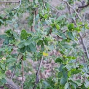 Lycium ferocissimum at Symonston, ACT - 1 Aug 2023