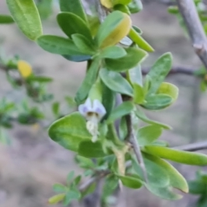 Lycium ferocissimum at Symonston, ACT - 1 Aug 2023