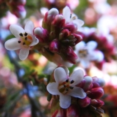 Micromyrtus ciliata (Fringed Heath-myrtle) at Namadgi National Park - 1 Aug 2023 by JohnBundock