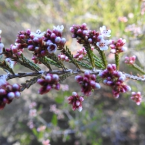 Micromyrtus ciliata at Rendezvous Creek, ACT - 1 Aug 2023