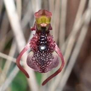 Chiloglottis reflexa at Canberra Central, ACT - 11 May 2023