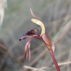 Chiloglottis reflexa at Canberra Central, ACT - 11 May 2023