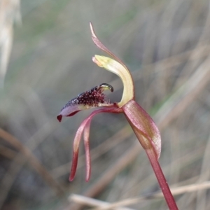 Chiloglottis reflexa at Canberra Central, ACT - suppressed