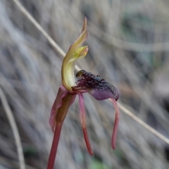 Chiloglottis reflexa at Canberra Central, ACT - suppressed