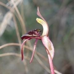 Chiloglottis reflexa at Canberra Central, ACT - 11 May 2023