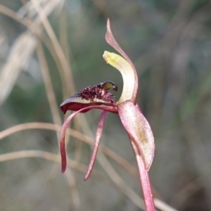 Chiloglottis reflexa at Canberra Central, ACT - 11 May 2023