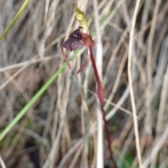 Chiloglottis reflexa at Canberra Central, ACT - suppressed