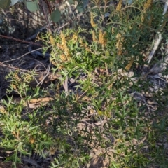 Grevillea ramosissima subsp. ramosissima (Fan Grevillea) at Paddys River, ACT - 1 Aug 2023 by JP95