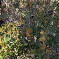 Grevillea ramosissima subsp. ramosissima at Paddys River, ACT - 1 Aug 2023 03:31 PM