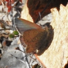 Erina acasta at Rendezvous Creek, ACT - 1 Aug 2023 11:39 AM