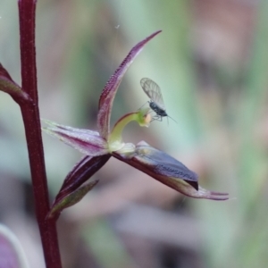 Acianthus exsertus at Canberra Central, ACT - suppressed