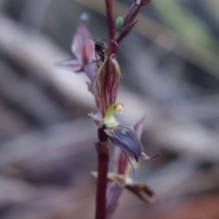 Acianthus exsertus at Canberra Central, ACT - suppressed