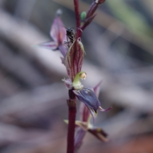 Acianthus exsertus at Canberra Central, ACT - suppressed