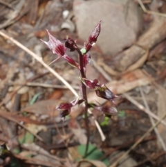 Acianthus exsertus at Canberra Central, ACT - 11 May 2023