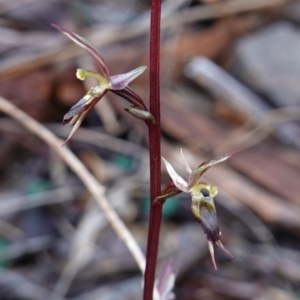 Acianthus exsertus at Canberra Central, ACT - suppressed