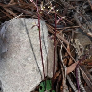 Acianthus exsertus at Canberra Central, ACT - 11 May 2023