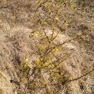 Acacia ulicifolia (Prickly Moses) at Wanniassa Hill - 1 Aug 2023 by LPadg