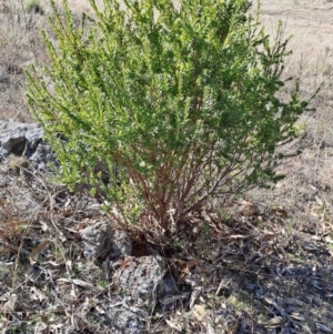 Styphelia triflora at Tuggeranong, ACT - 1 Aug 2023 01:47 PM