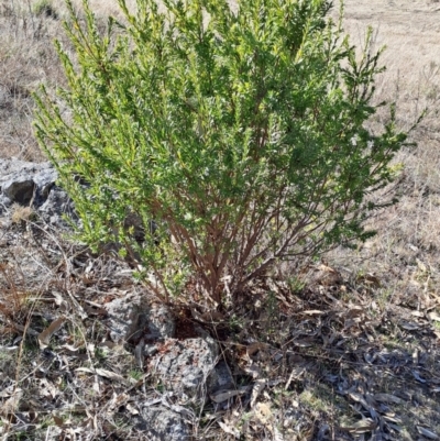 Styphelia triflora (Five-corners) at Wanniassa Hill - 1 Aug 2023 by LPadg