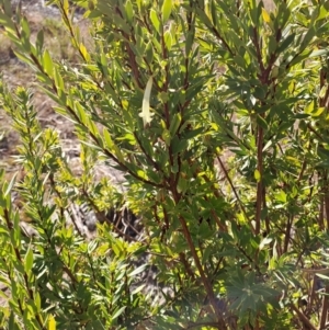 Styphelia triflora at Tuggeranong, ACT - 1 Aug 2023 01:47 PM