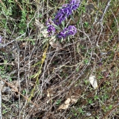 Hovea heterophylla (Common Hovea) at Tuggeranong, ACT - 1 Aug 2023 by LPadg