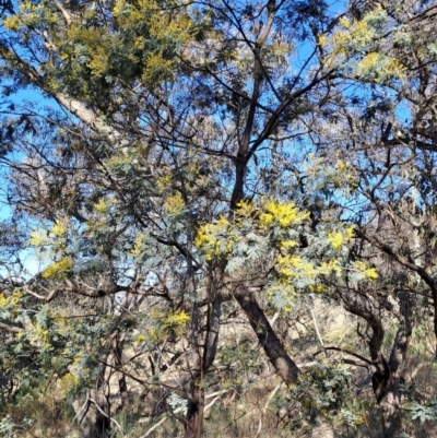Acacia dealbata subsp. dealbata (Silver Wattle) at Tuggeranong, ACT - 1 Aug 2023 by LPadg
