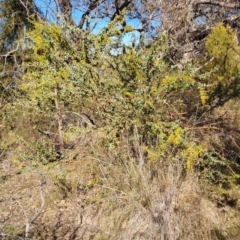 Acacia cultriformis (Knife Leaf Wattle) at Tuggeranong, ACT - 1 Aug 2023 by LPadg