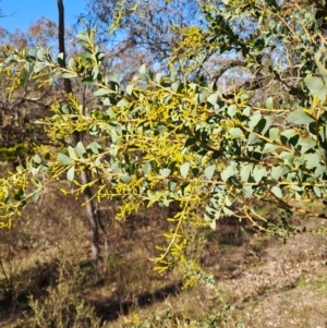 Acacia cultriformis at Tuggeranong, ACT - 1 Aug 2023 01:33 PM