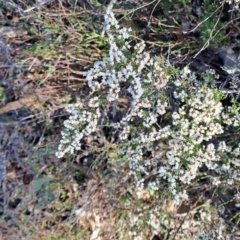 Cryptandra amara (Bitter Cryptandra) at Wanniassa Hill - 1 Aug 2023 by LPadg