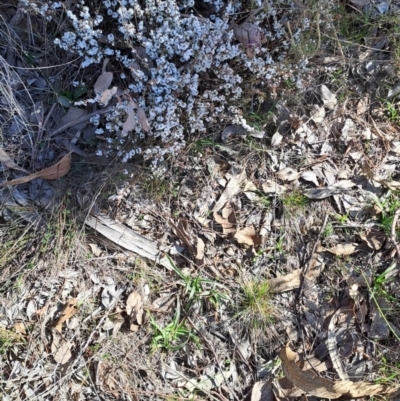 Leucopogon attenuatus (Small-leaved Beard Heath) at Wanniassa Hill - 1 Aug 2023 by LPadg