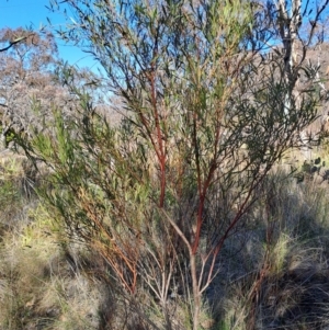 Daviesia mimosoides subsp. mimosoides at Tuggeranong, ACT - 1 Aug 2023