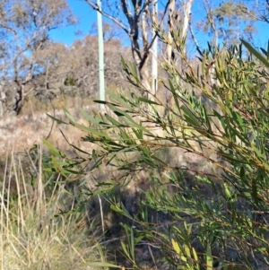 Daviesia mimosoides subsp. mimosoides at Tuggeranong, ACT - 1 Aug 2023