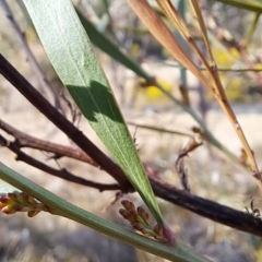 Daviesia mimosoides subsp. mimosoides at Tuggeranong, ACT - 1 Aug 2023