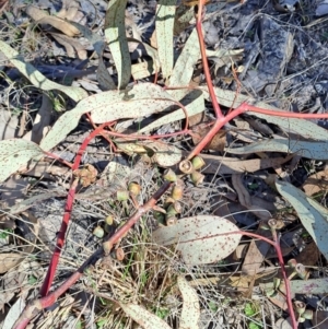 Eucalyptus nortonii at Tuggeranong, ACT - 1 Aug 2023