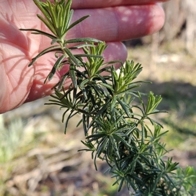 Cassinia aculeata subsp. aculeata (Dolly Bush, Common Cassinia, Dogwood) at Belconnen, ACT - 1 Aug 2023 by sangio7