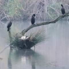 Phalacrocorax sulcirostris (Little Black Cormorant) at West Albury, NSW - 30 Jul 2023 by KylieWaldon