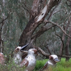 Dacelo novaeguineae (Laughing Kookaburra) at West Albury, NSW - 30 Jul 2023 by KylieWaldon
