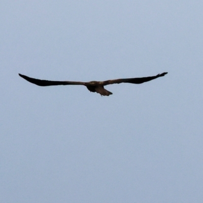 Haliastur sphenurus (Whistling Kite) at West Albury, NSW - 30 Jul 2023 by KylieWaldon
