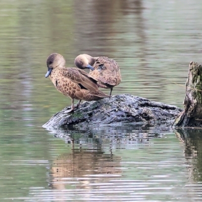 Anas gracilis (Grey Teal) at West Albury, NSW - 30 Jul 2023 by KylieWaldon