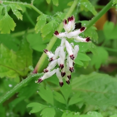 Fumaria capreolata (White Fumitory) at West Albury, NSW - 30 Jul 2023 by KylieWaldon