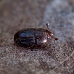Nitidulidae sp. (family) (Sap beetle) at Woodstock Nature Reserve - 31 Jul 2023 by KorinneM