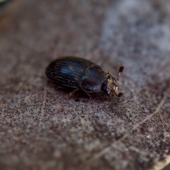 Nitidulidae sp. (family) at Belconnen, ACT - 31 Jul 2023