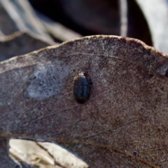 Nitidulidae sp. (family) at Belconnen, ACT - 31 Jul 2023