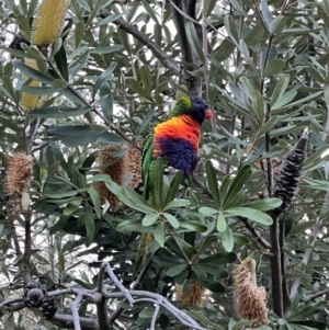 Trichoglossus moluccanus at Campbell, ACT - 1 Aug 2023