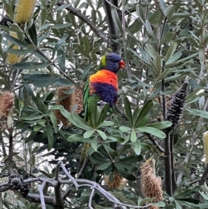 Trichoglossus moluccanus at Campbell, ACT - 1 Aug 2023