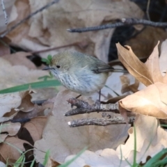 Acanthiza pusilla (Brown Thornbill) at Point Hut to Tharwa - 1 Aug 2023 by RodDeb