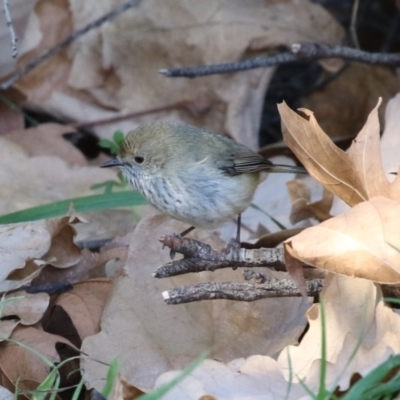 Acanthiza pusilla (Brown Thornbill) at Tuggeranong, ACT - 1 Aug 2023 by RodDeb