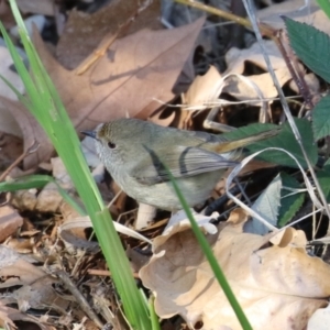 Acanthiza pusilla at Tuggeranong, ACT - 1 Aug 2023 02:13 PM