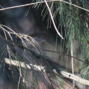 Acanthiza pusilla at Tuggeranong, ACT - 1 Aug 2023 02:13 PM